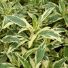 Pink Frost Joe Pye Weed