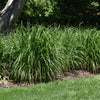 Korean Reed Grass
