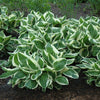 Minuteman Hosta