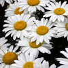 Snowcap Shasta Daisy