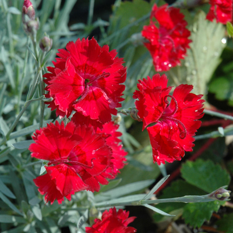 Fire Star Dianthus