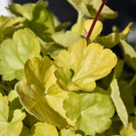Appletini Coral Bell