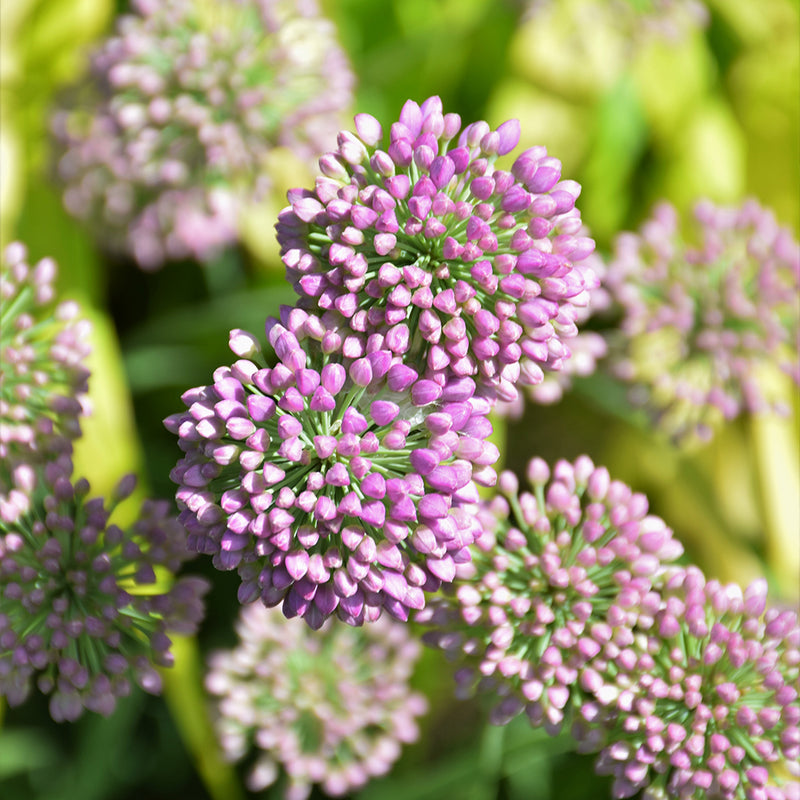 Medusa Ornamental Onion
