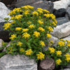 Russian Sedum