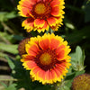Arizona Sun Blanket Flower