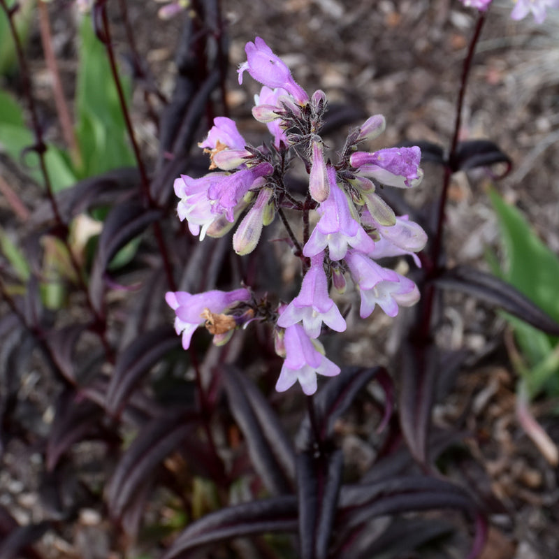 Midnight Masquerade Beardtongue