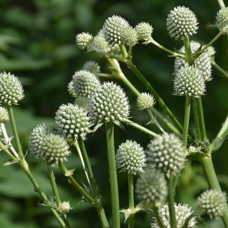 Rattlesnake Master