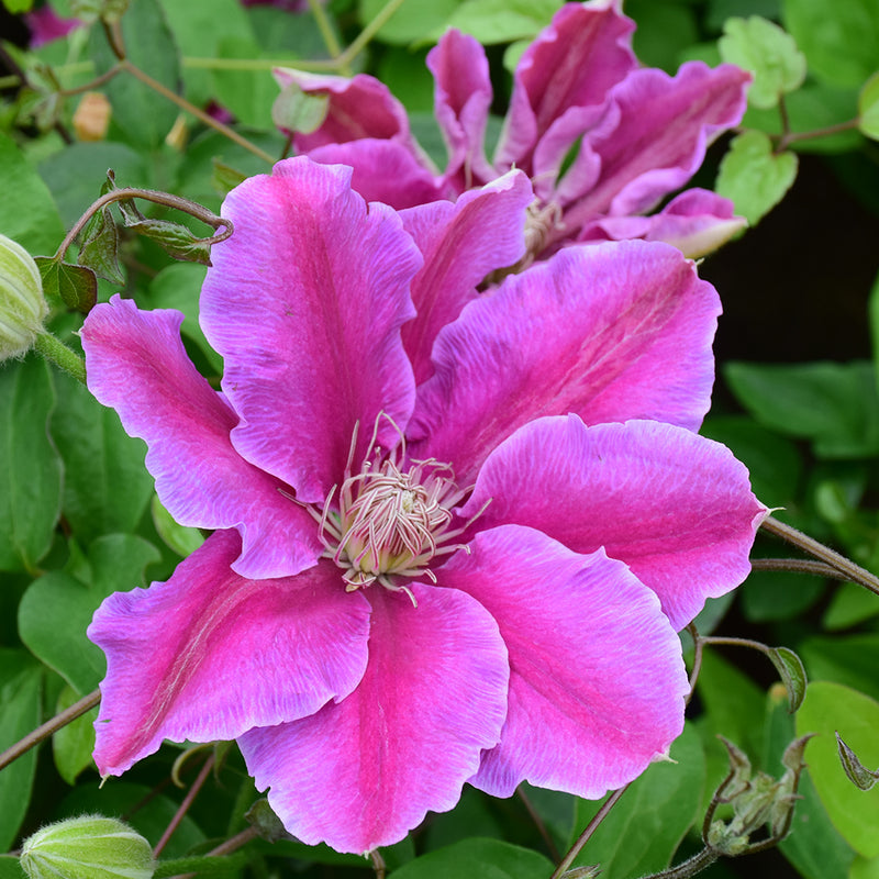 Dr. Ruppel Clematis