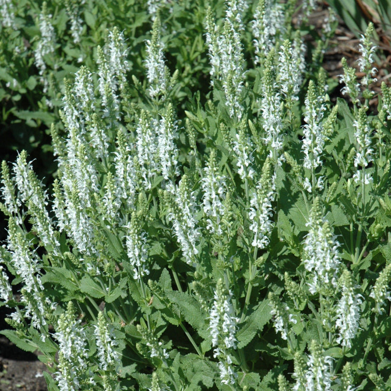 Snow Hill Salvia