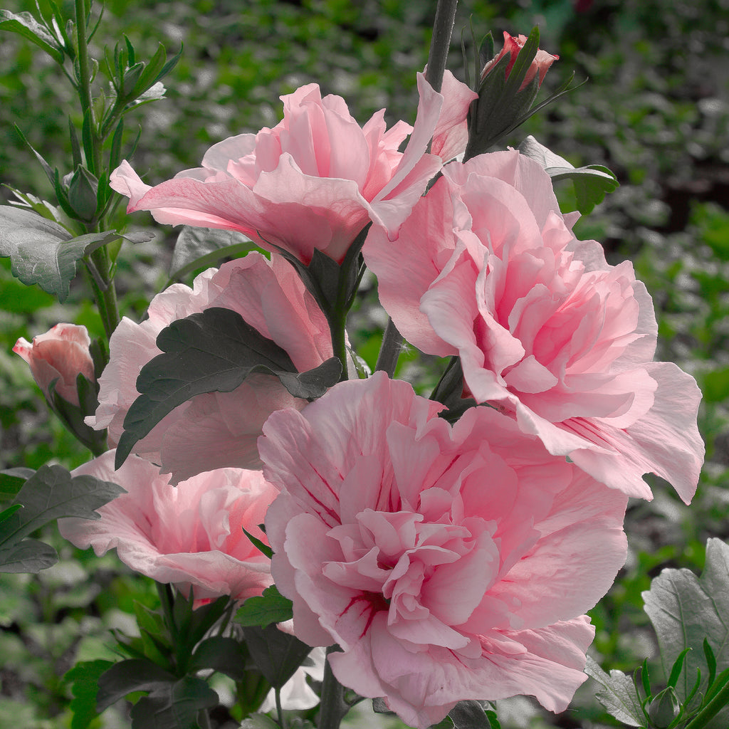 Pink Chiffon Rose of Sharon Shrub