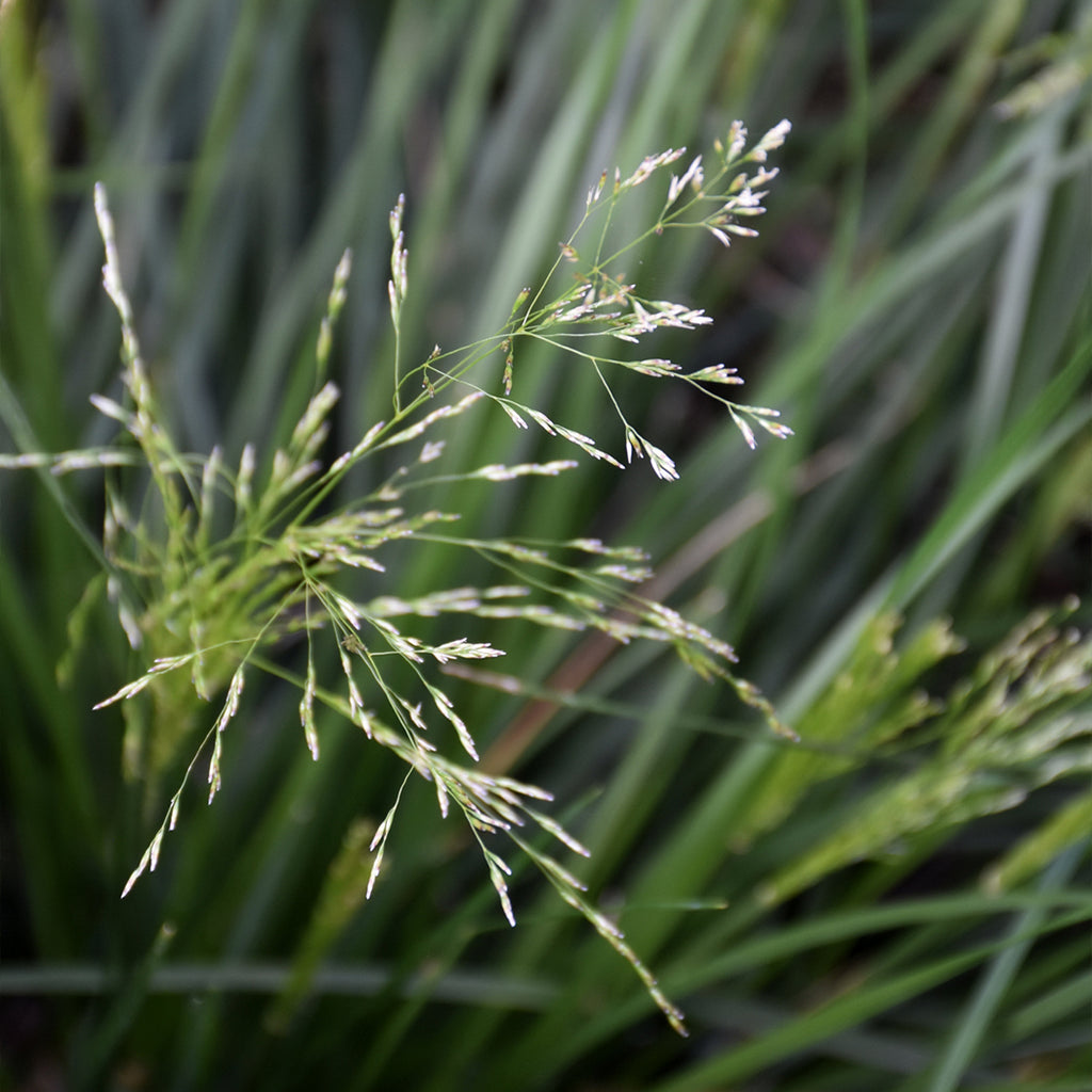 Golden Dew Tufted Hair Grass