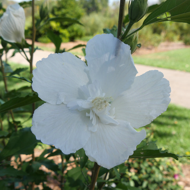White Pillar Rose of Sharon Shrub