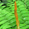 Cinnamon Fern