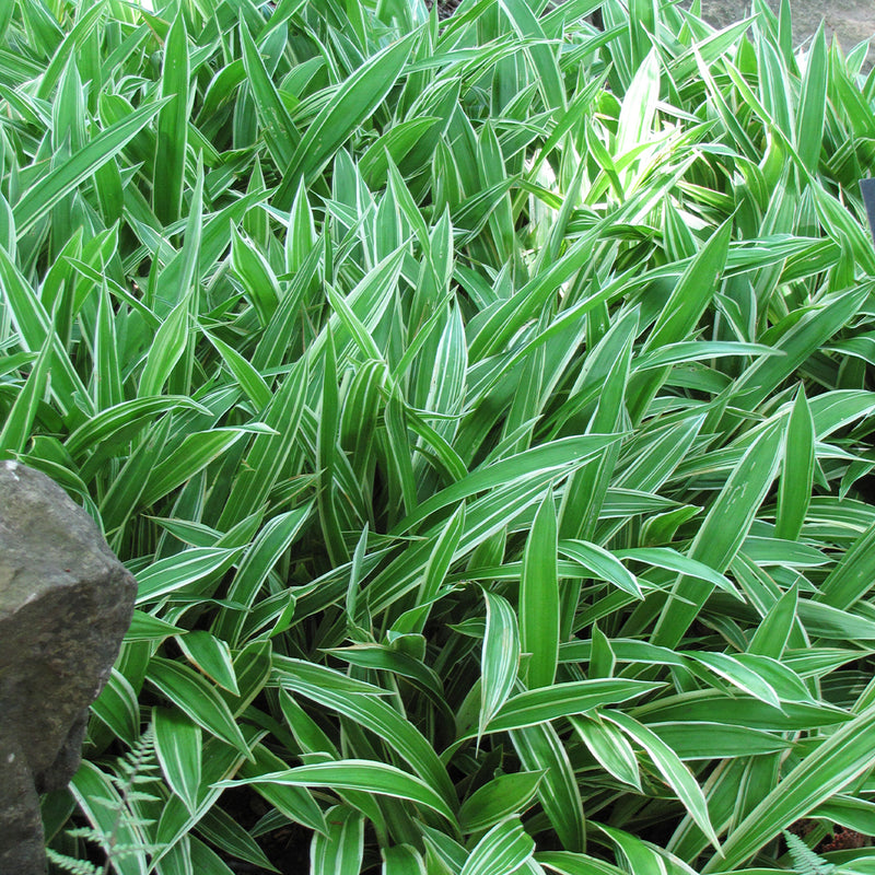 Everest Variegated Sedge