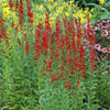 Cardinal Flower