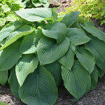 Empress Wu Hosta