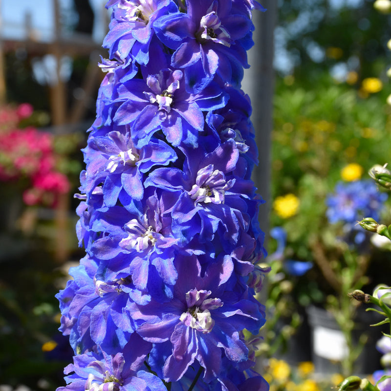 Guardian Blue Larkspur
