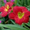 Red Hot Returns Daylily