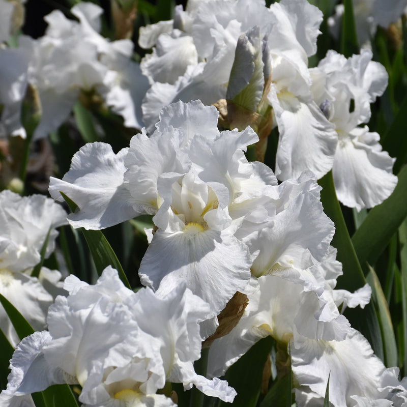 Immortality German Bearded Iris