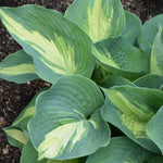 Hudson Bay Hosta