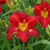 Chicago Apache Daylily