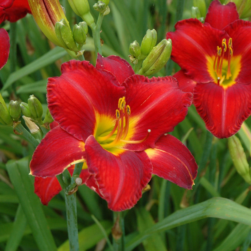 Chicago Apache Daylily