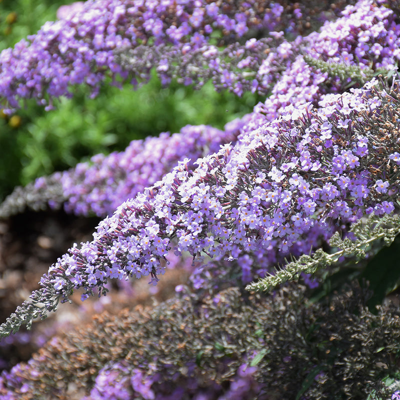 Grand Cascade Butterfly Bush