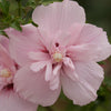 Pink Chiffon Rose of Sharon Tree