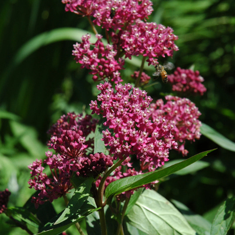 Swamp Milkweed