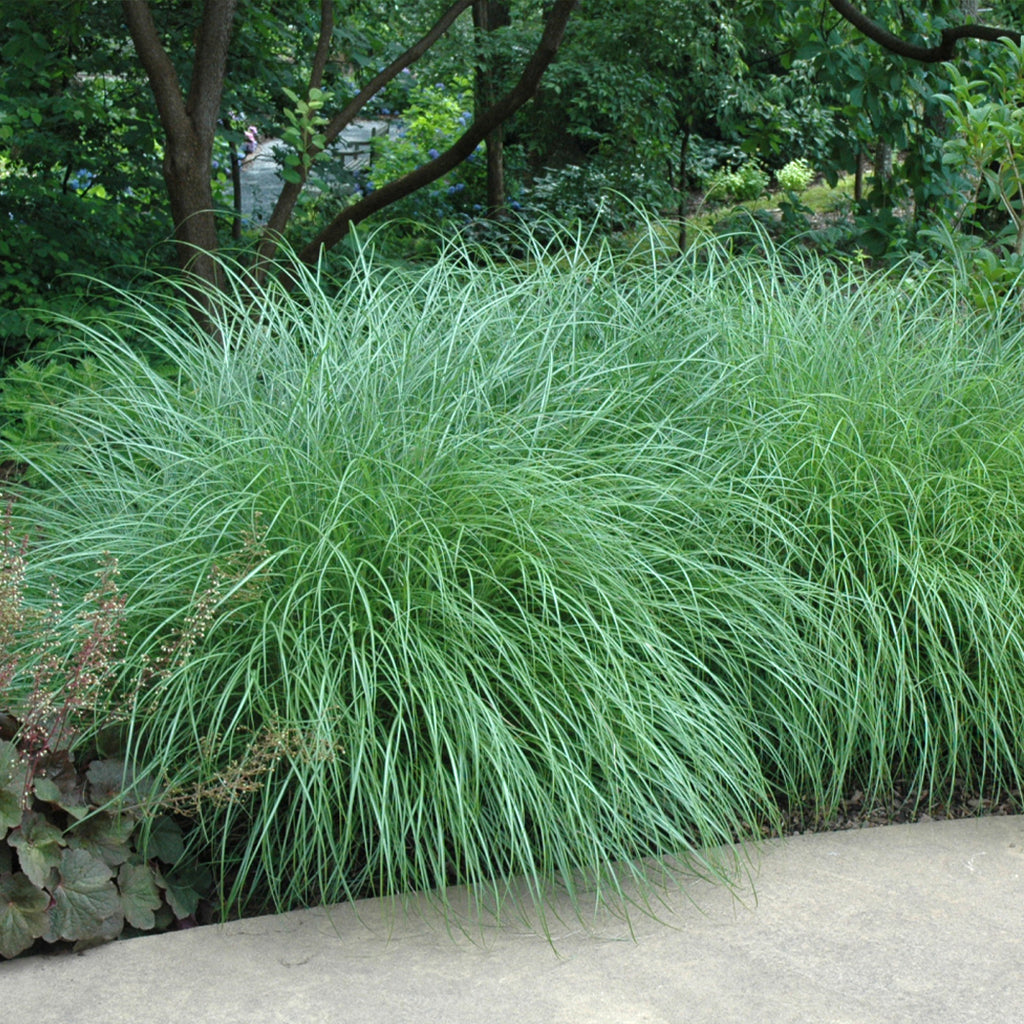 Little Kitten Dwarf Maiden Grass