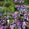 Midnight Masquerade Beardtongue