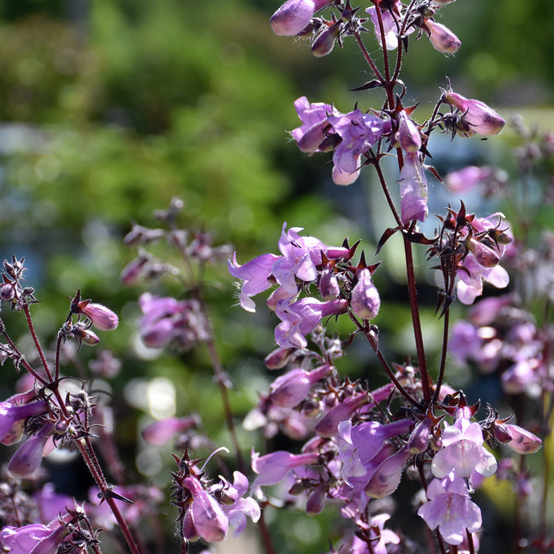 Midnight Masquerade Beardtongue