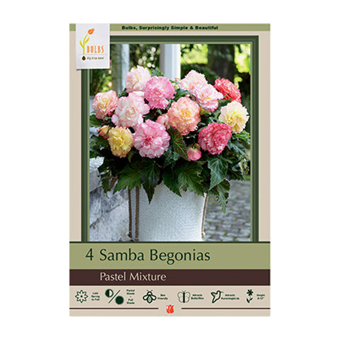Begonia Samba Pastel Mixture