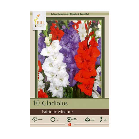 Gladiolus Patriotic Mixture