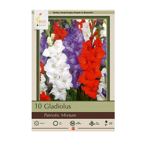 Gladiolus Large Flowering Patriotic Mixture