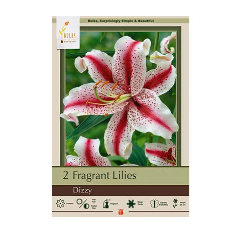 Lily Oriental Dizzy